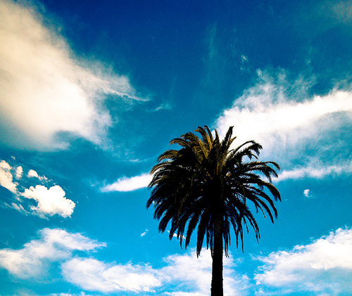 dolores_park_clouds_palm_tree