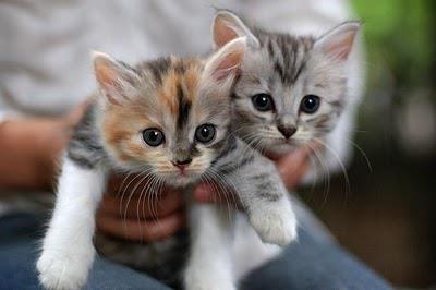 verkeer NieuwZeeland Toepassen Free kitten(s) « Mission Mission